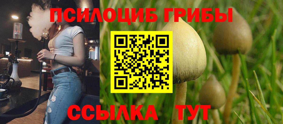 где продают наркотики  Галлюциногенные грибы GOLDEN TEACHER  Вход с VPN  Новомосковск 